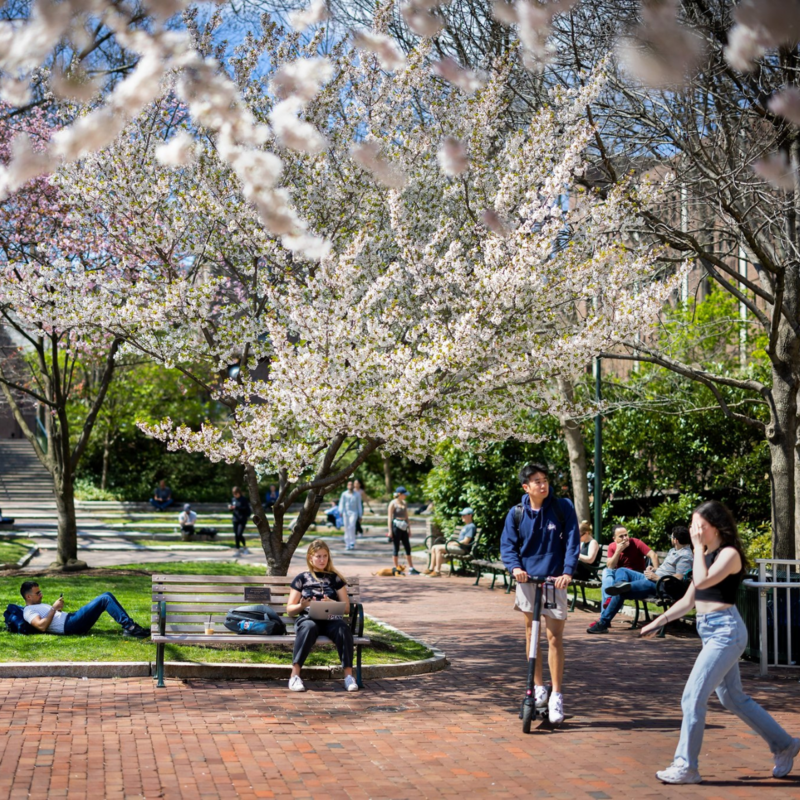 Multiple students walking and sitting on campus during the spring under blooming trees